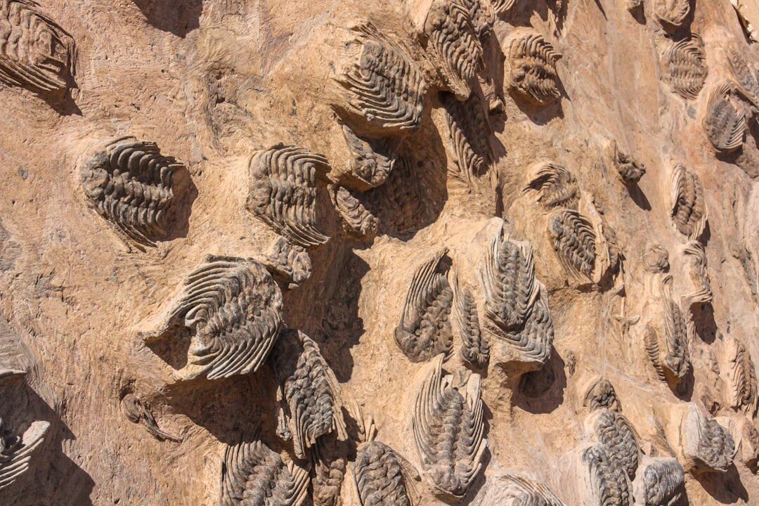 ancient fossils display