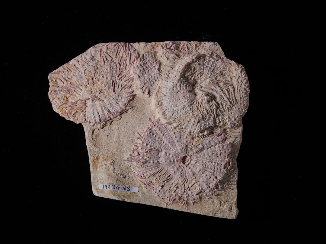 prehistoric plant fossil